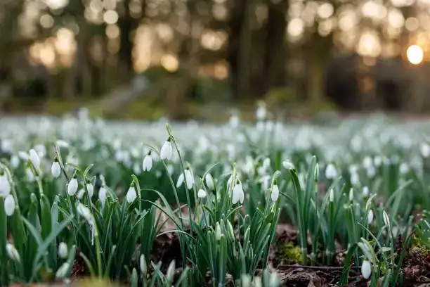 snowdrops with hellebores and aconite
