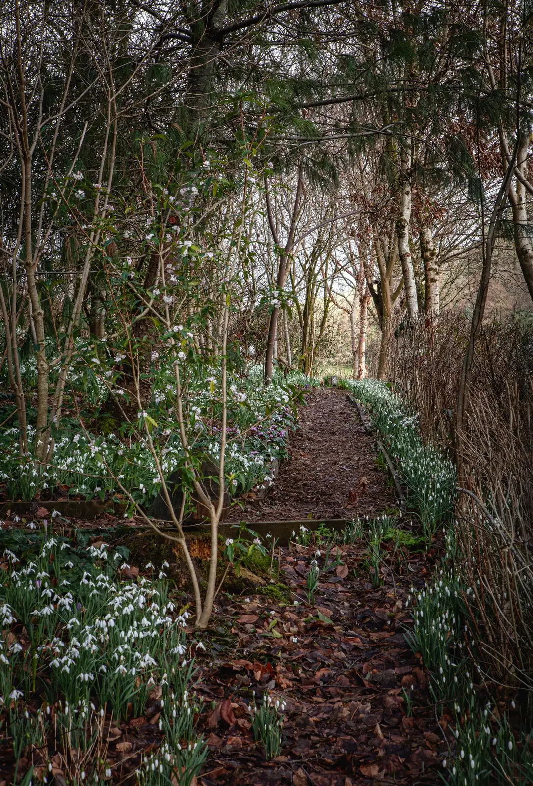 snowdrops along garden path
