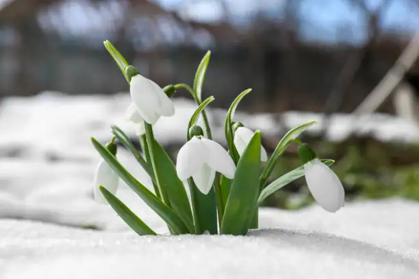 Windowsill Winter Cheer: Potting Snowdrops for Porch and Patio Displays—Then Replanting for Next Year
