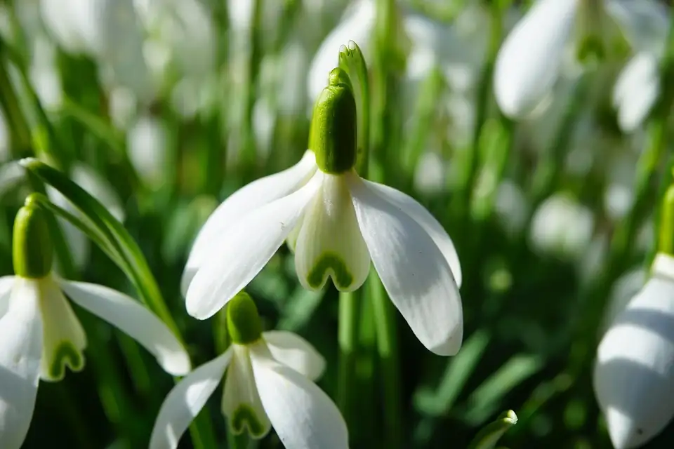 snowdrop flower close-up green markings