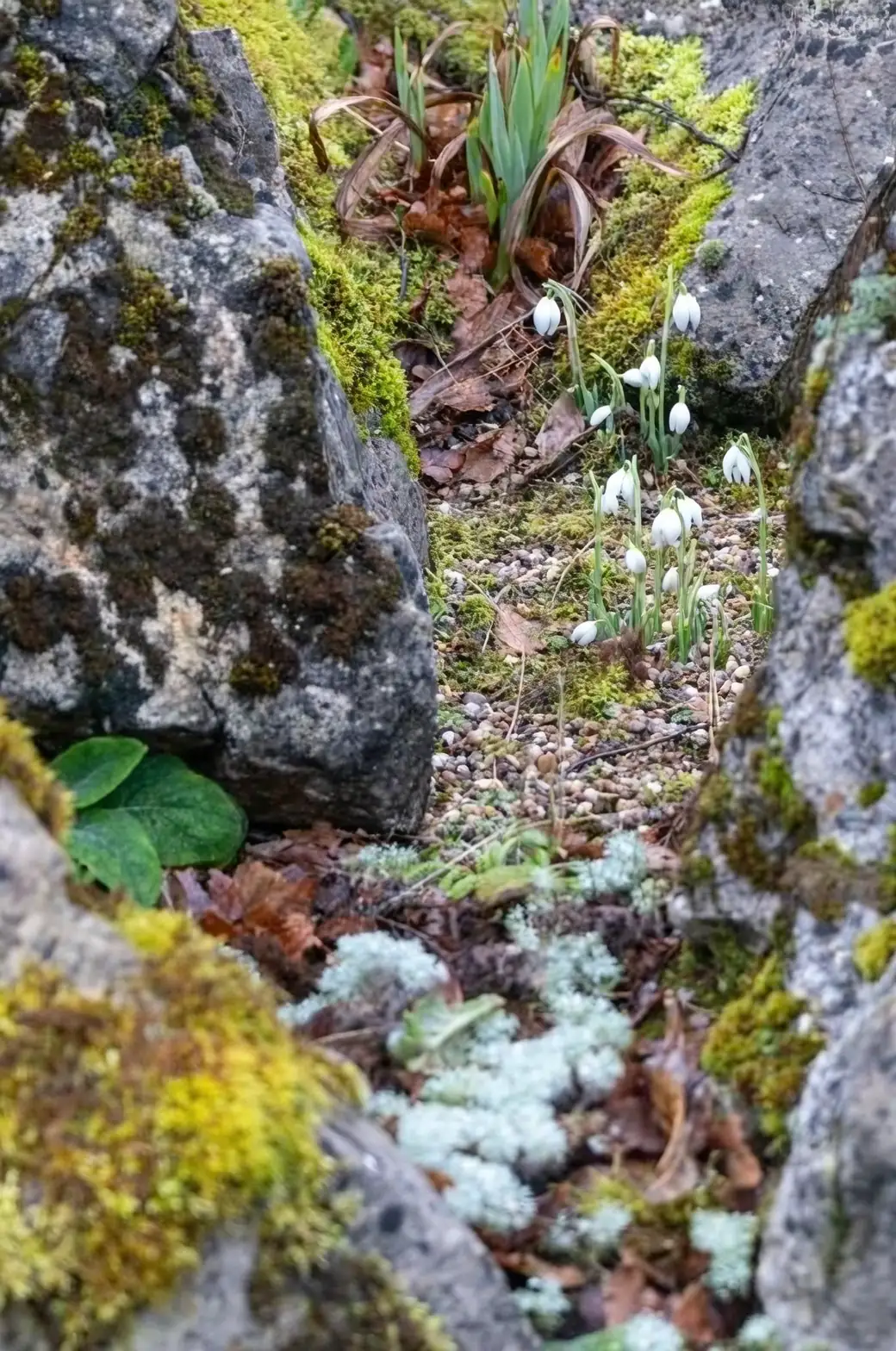 snowdrops potting mix grit drainage