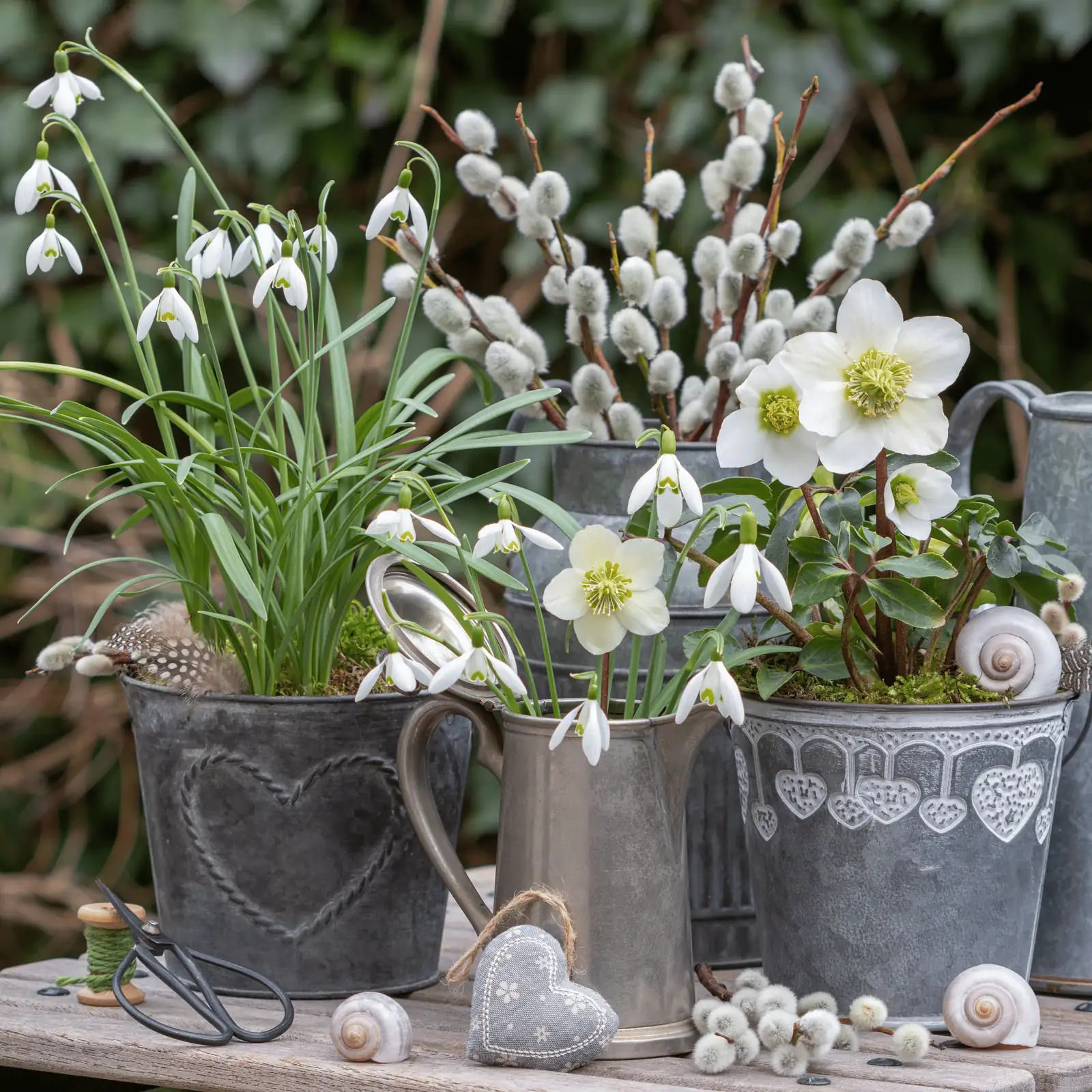 snowdrops and hellebore winter container