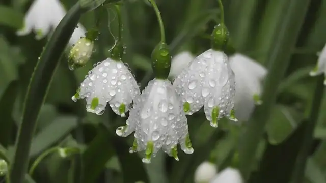 snowdrops replanting garden bed
