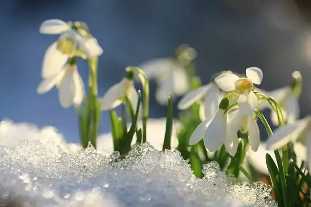 White, Not Wiped Out: How to Buy Snowdrops Responsibly (and Why CITES Matters)