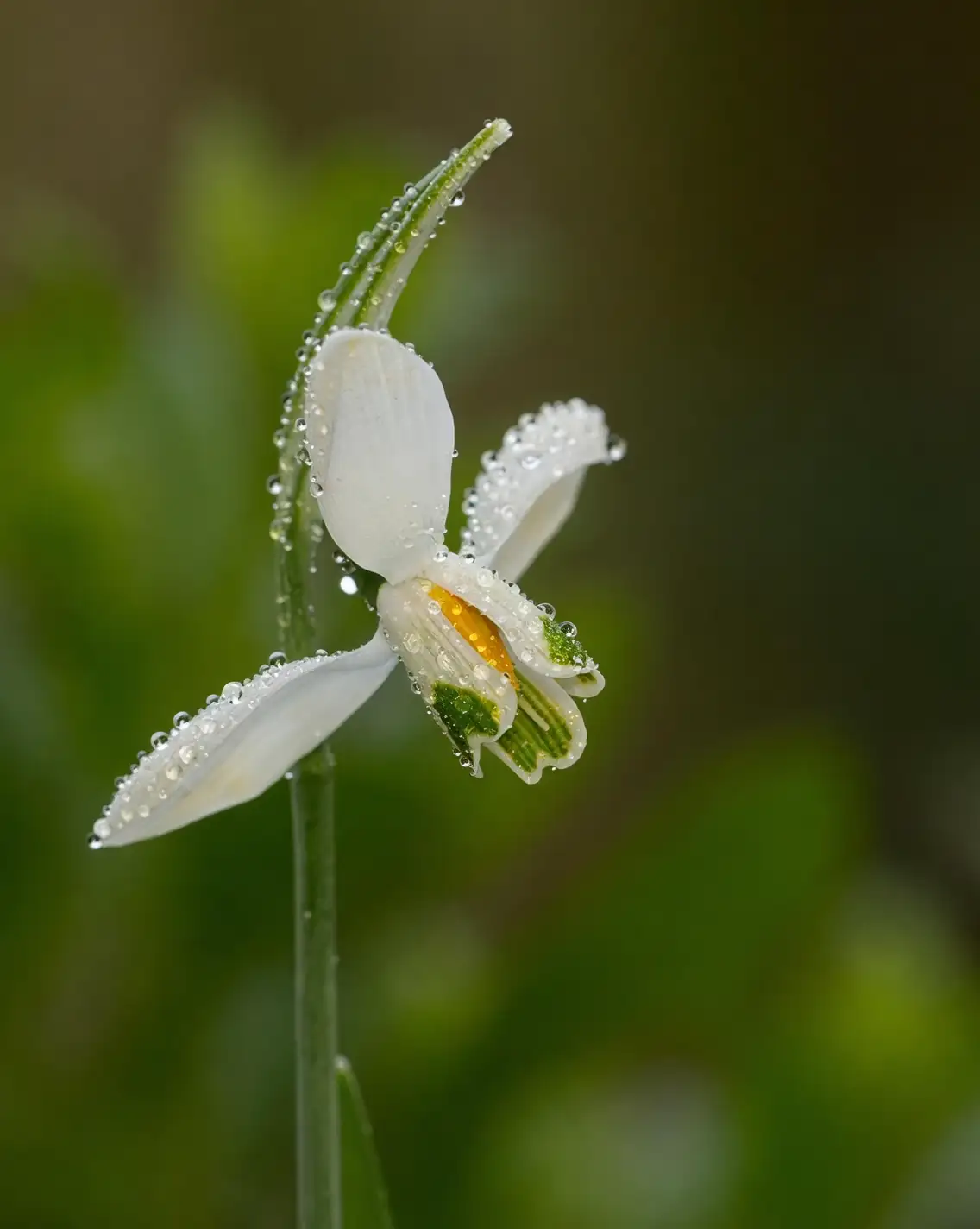 snowdrop bulbs bundled with mud