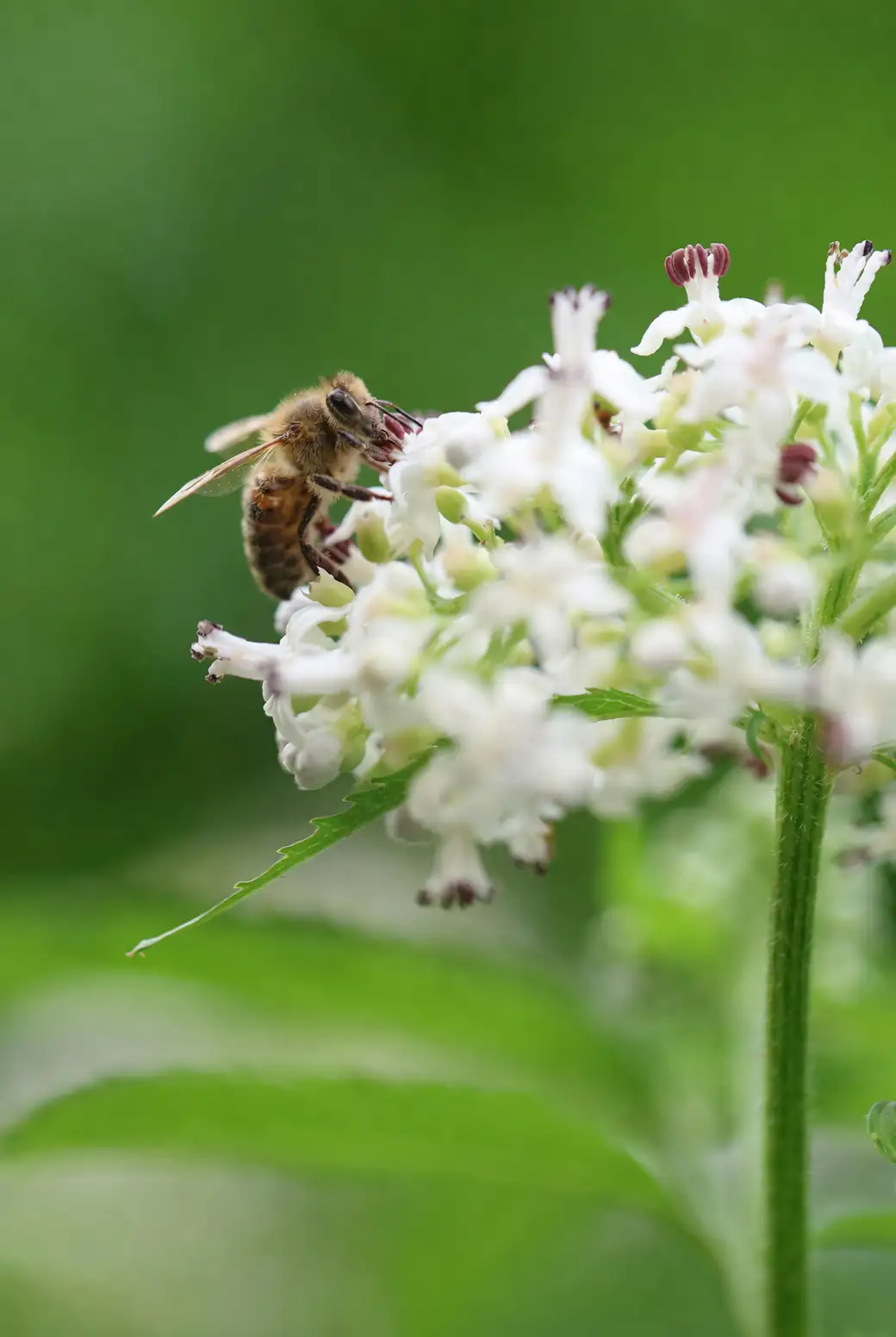 bee on snowdrop flower