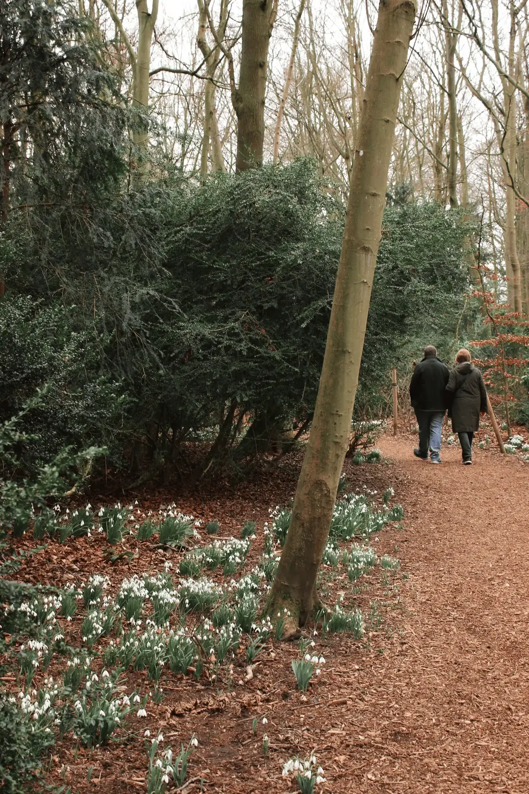 Rivers of White: Designing a Naturalized Snowdrop Drift Along Paths and Lawns