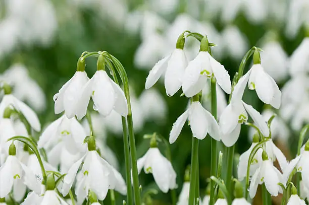 snowdrop flower inner tepals close-up