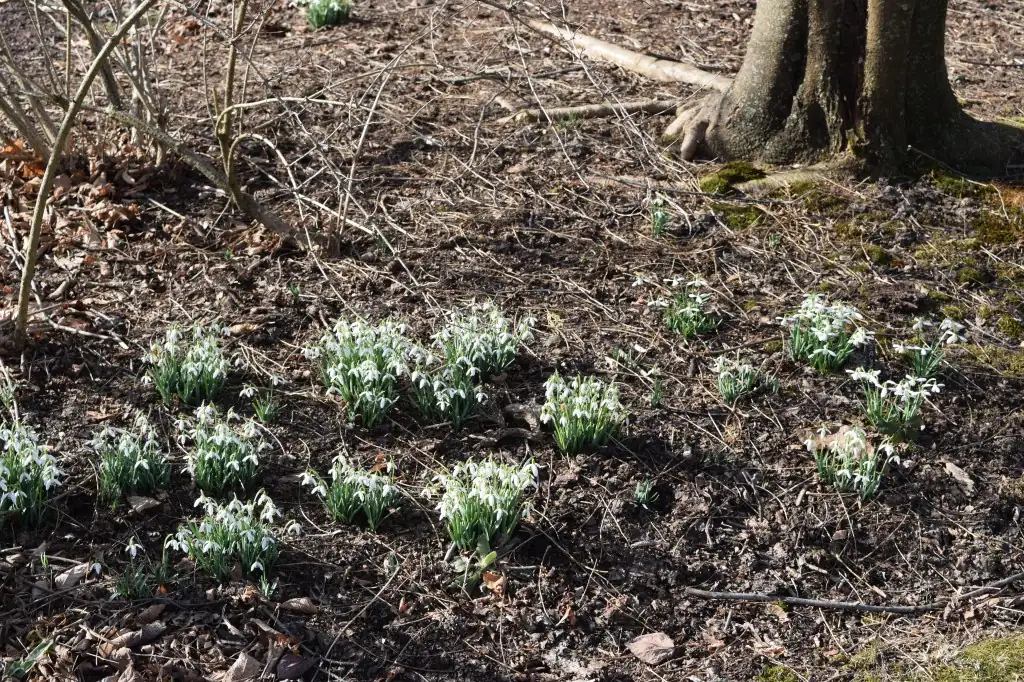 snowdrop river under deciduous trees