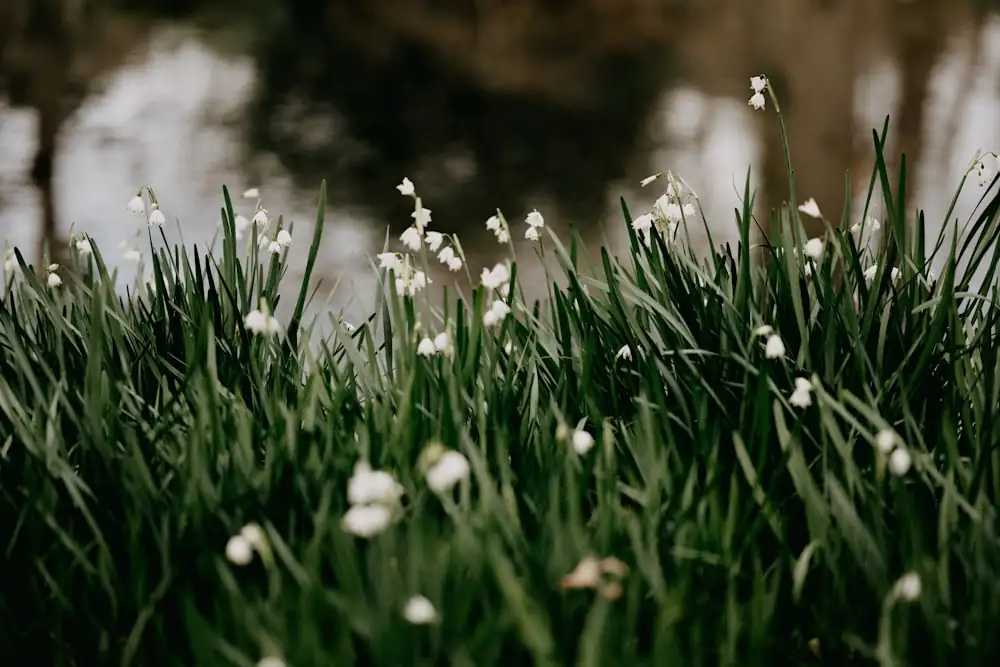 mowing around snowdrop foliage lawn
