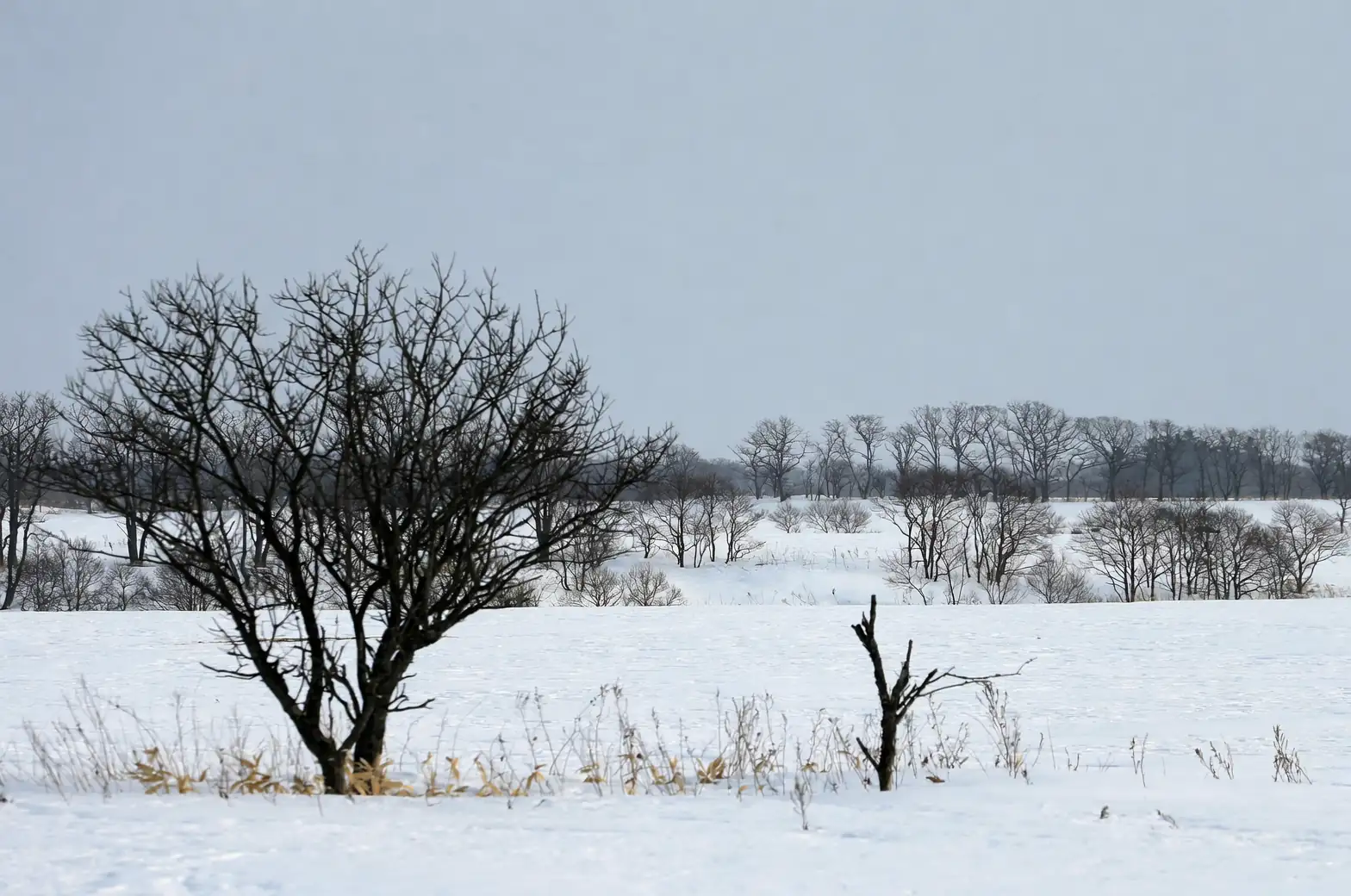 Too Warm for Snowdrops? Microclimates, Chill Hours, and Zone 8 Workarounds