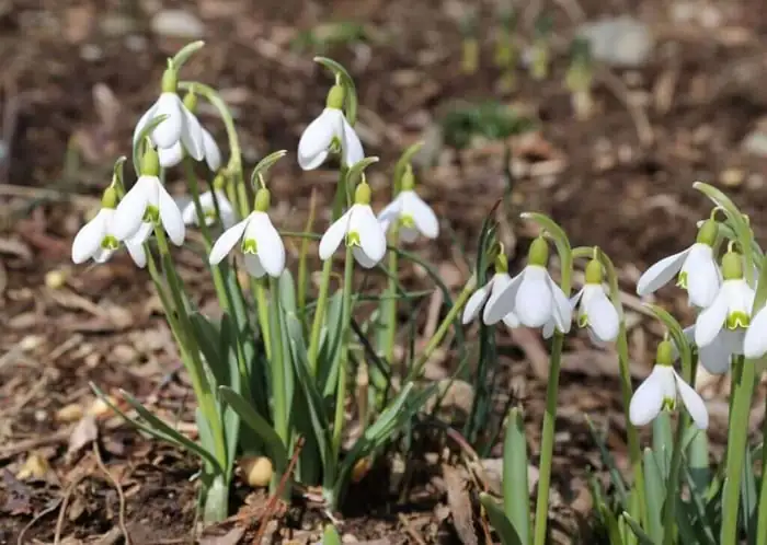 snowdrop bulbs in loamy soil