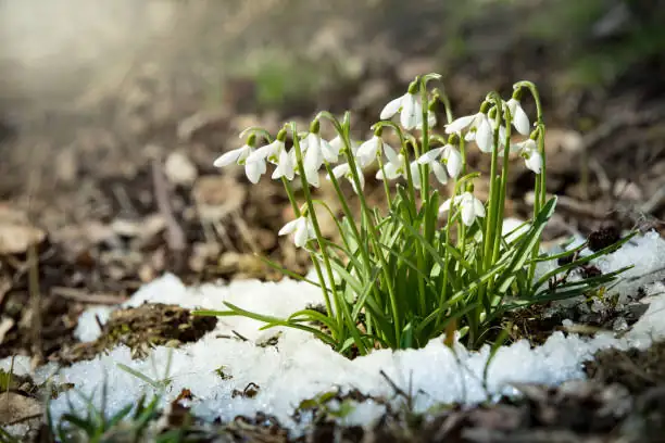 snowdrops with grit mulch