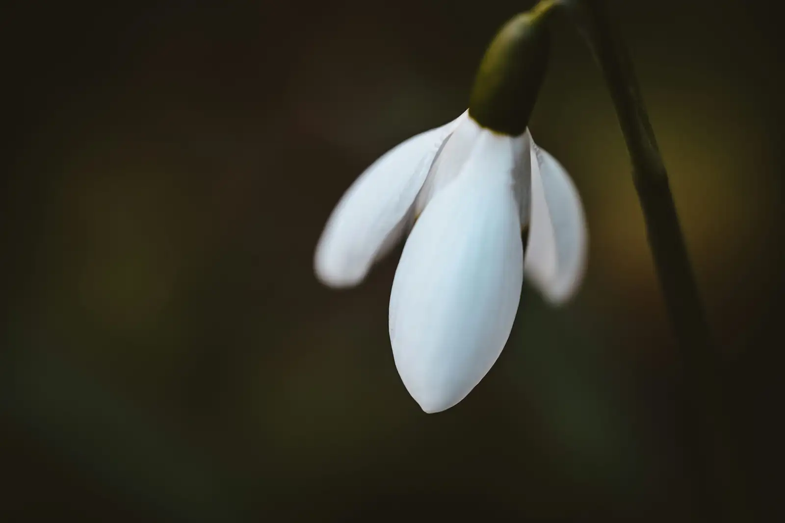 snowdrop Flore Pleno double flower