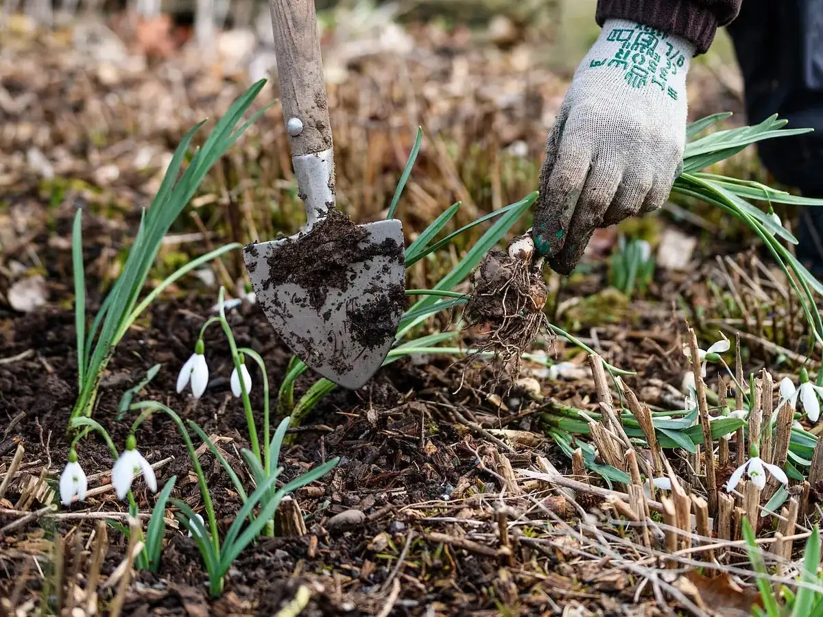 snowdrops planting in the green