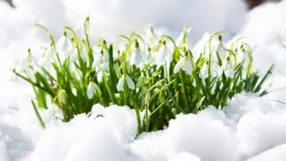 From Garden to Medicine Cabinet: The Snowdrop Story Behind Galantamine