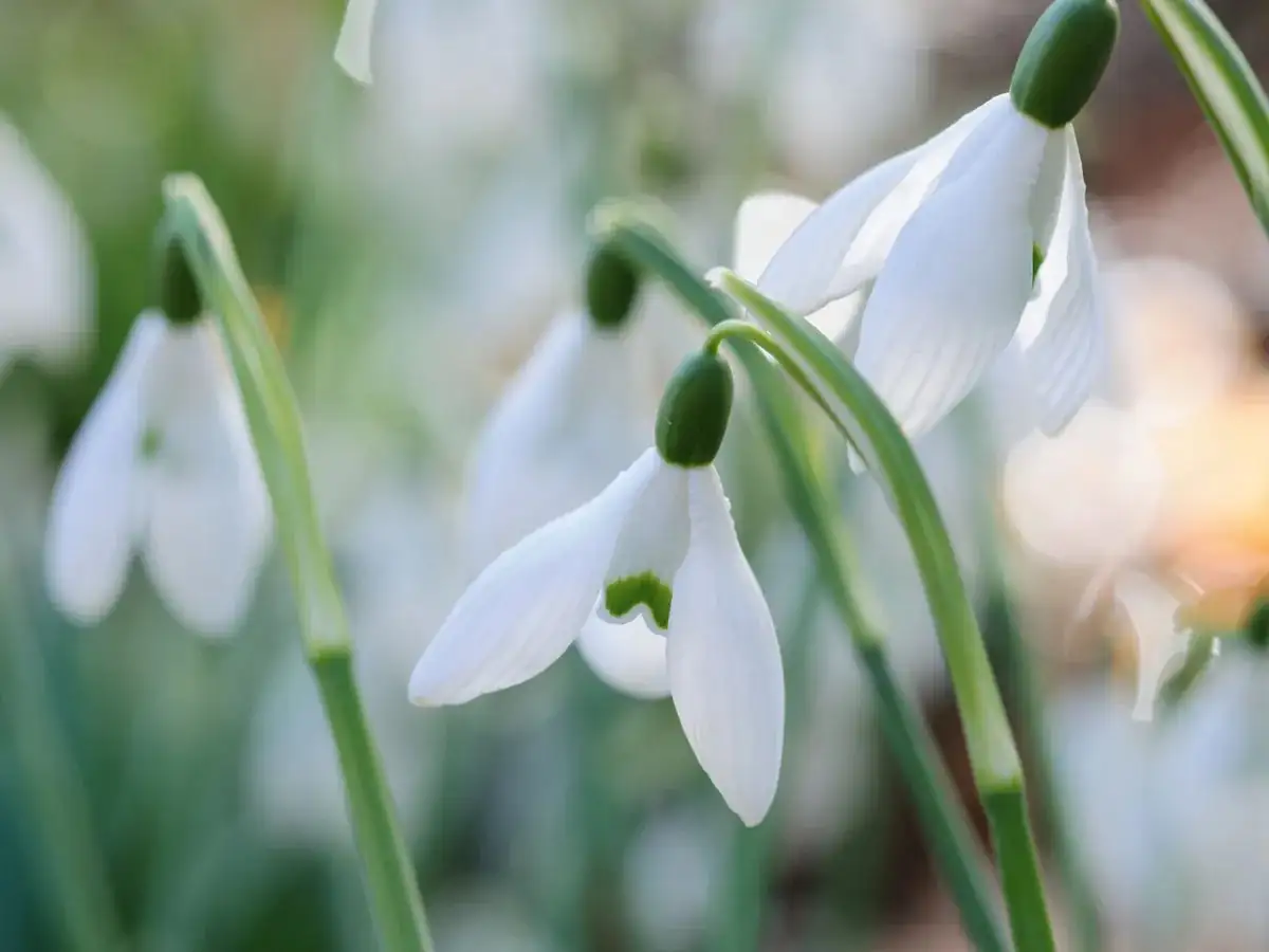 snowdrop flower inner markings close-up