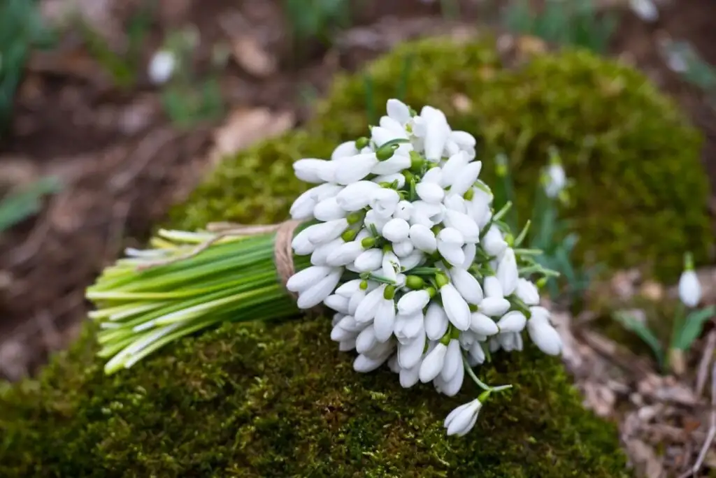 snowdrop with medicine pills