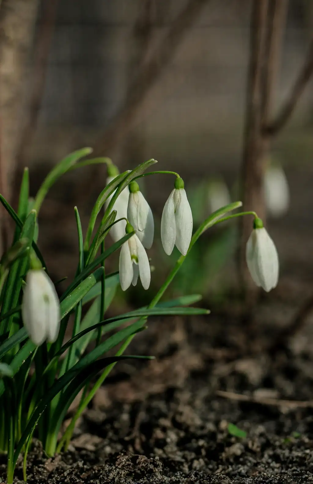 planting snowdrops in the green