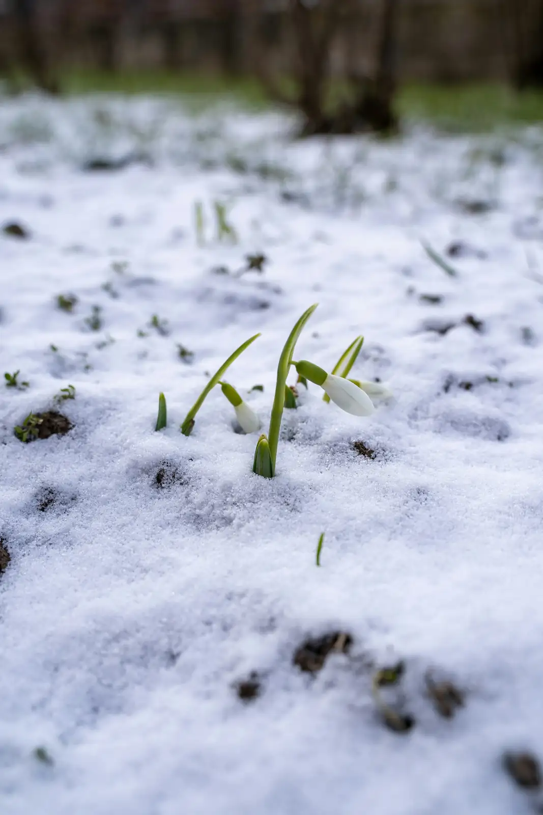 snowdrop garden pet safety