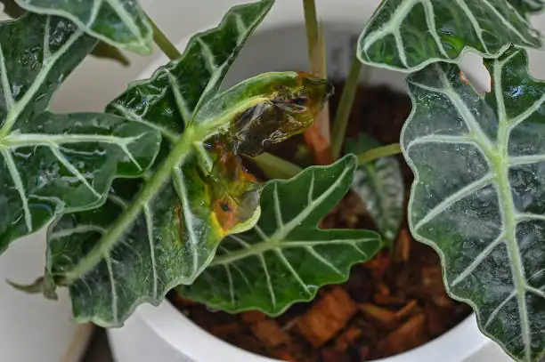 From Monsoon Forests to Minimalist Lofts: Alocasia’s Wild Origins and Human Story