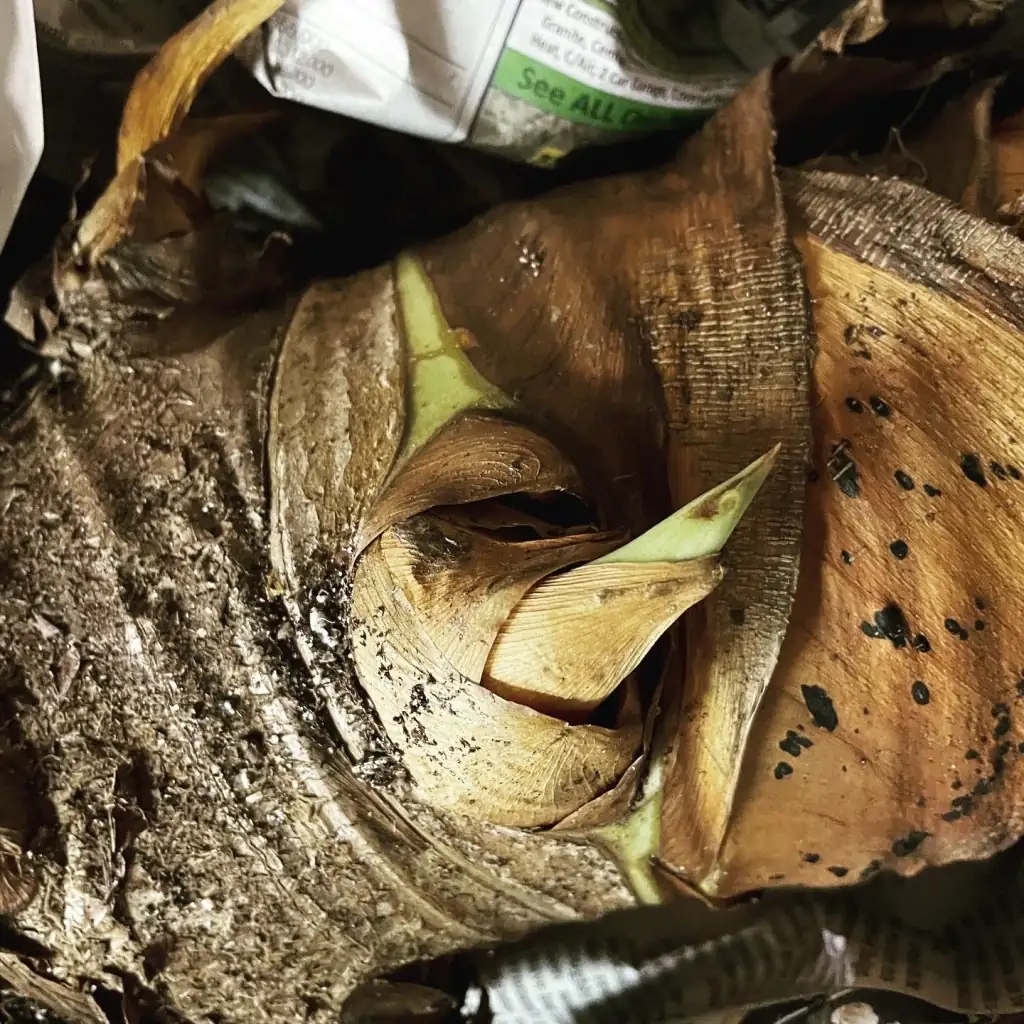 alocasia rhizome tuber close-up