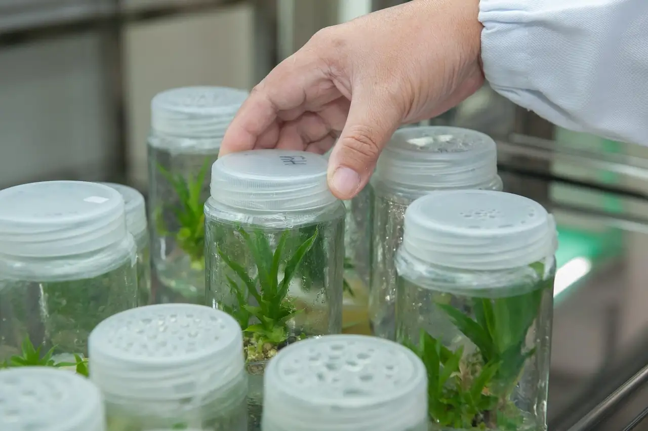 alocasia tissue culture lab jars