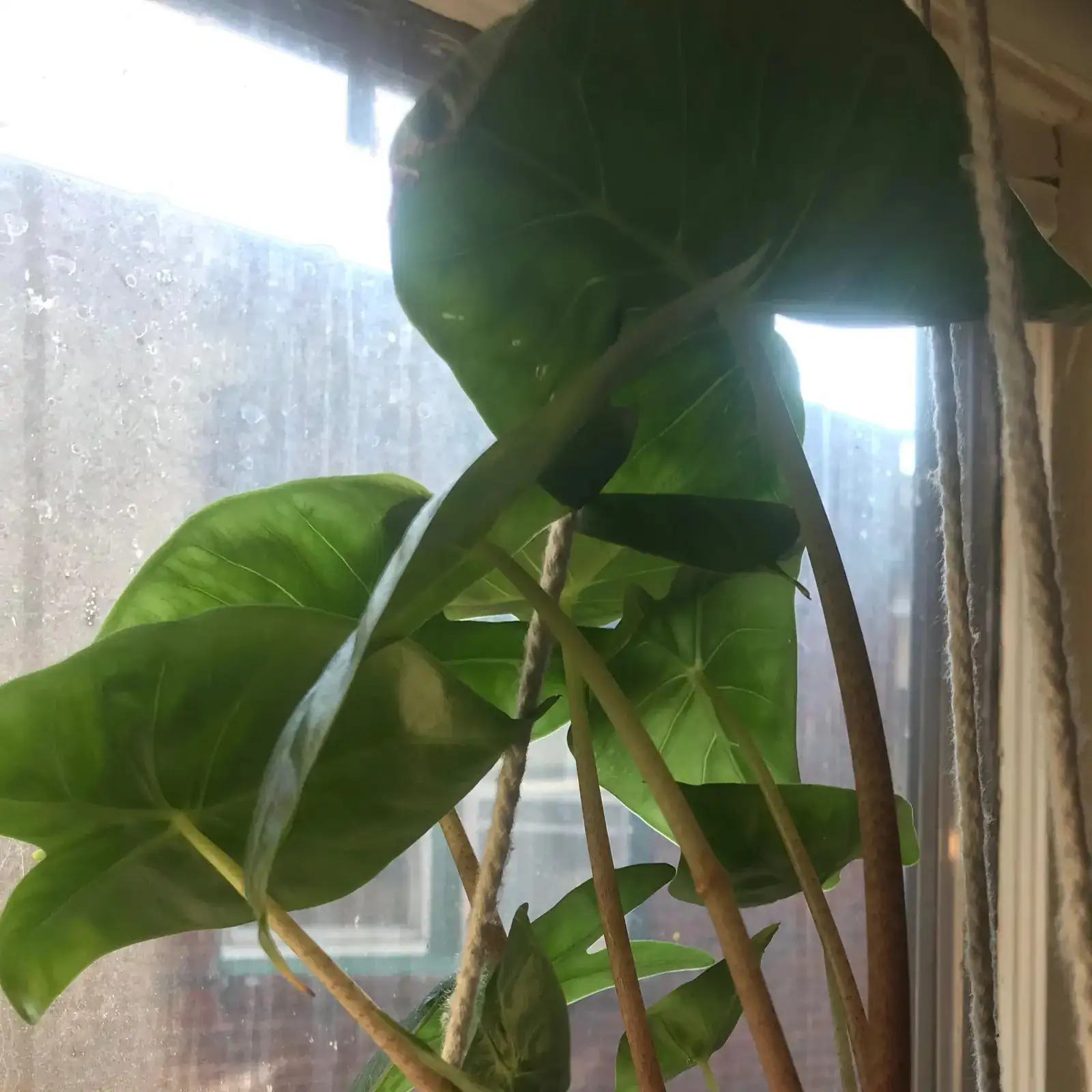 alocasia bright indirect light window
