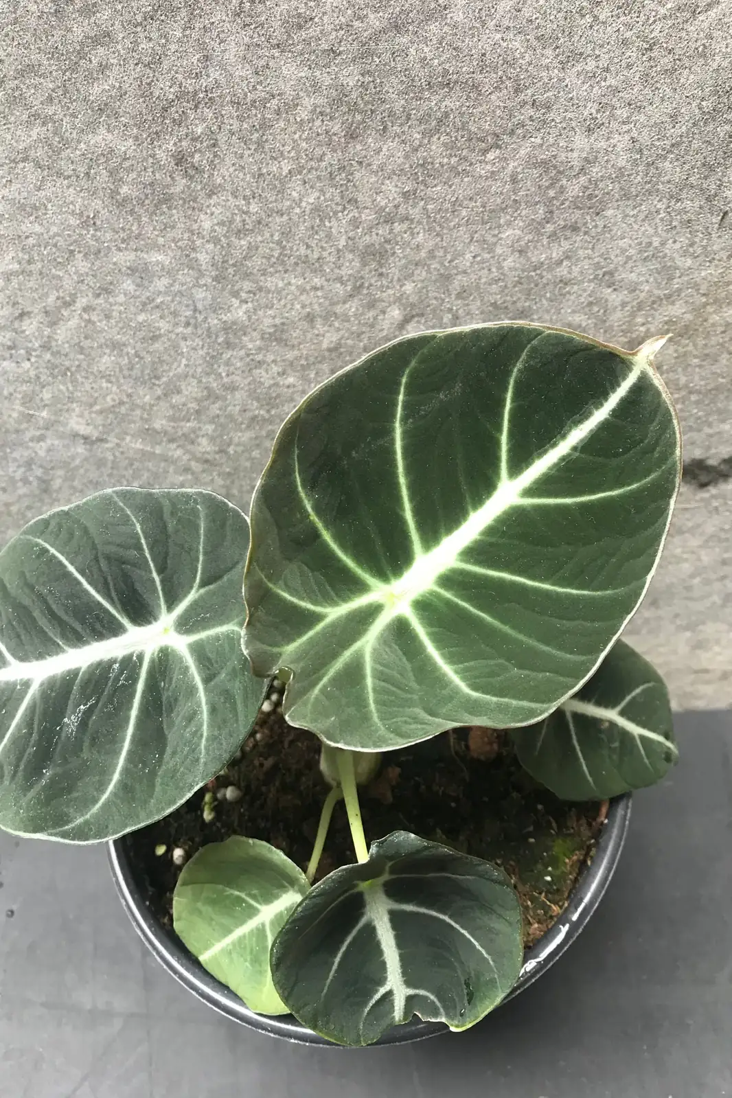 Veins, Velvet, Drama: Styling Alocasia Varieties for High-Impact Interiors