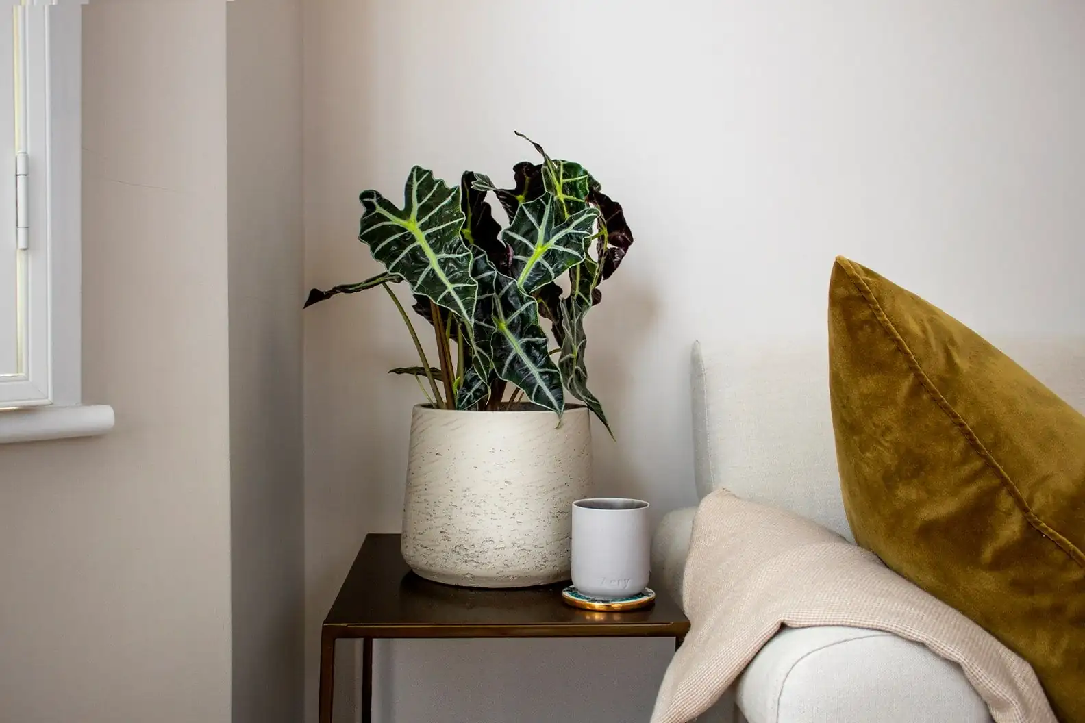 alocasia zebrina living room pedestal