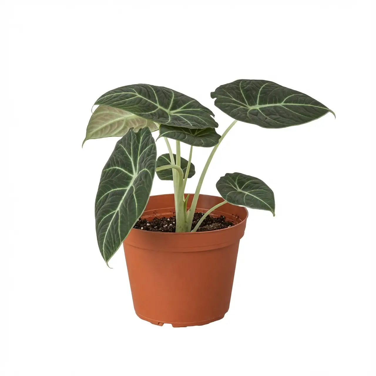 alocasia black velvet bedroom shelf