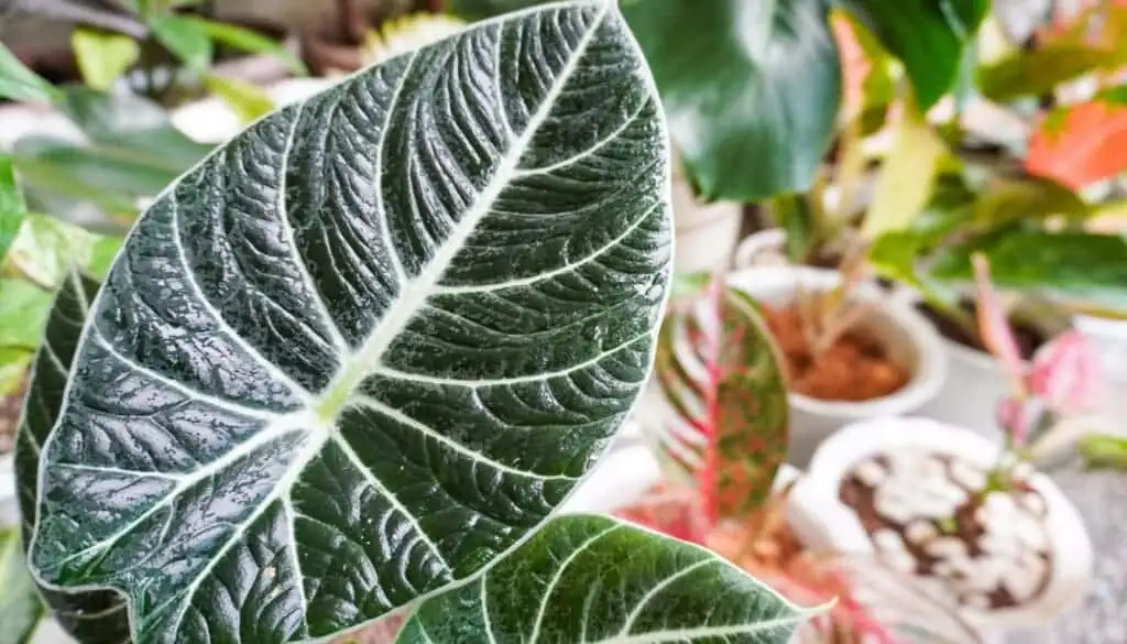 alocasia humidity group pebble tray