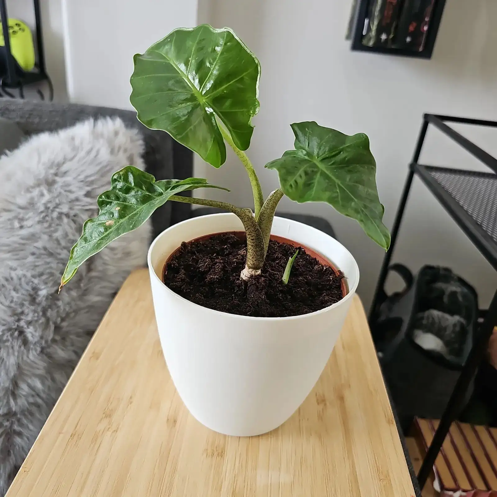alocasia division tools alcohol knife