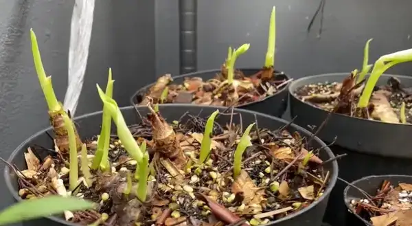 alocasia rhizome growth points roots