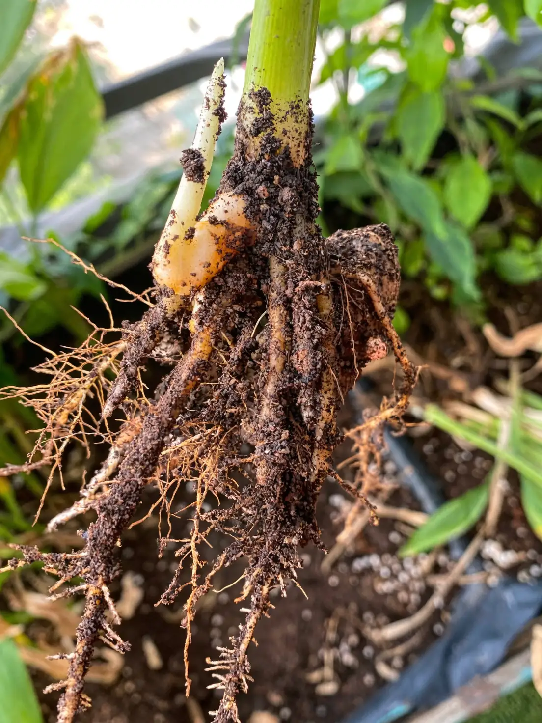 alocasia rhizome cut close-up