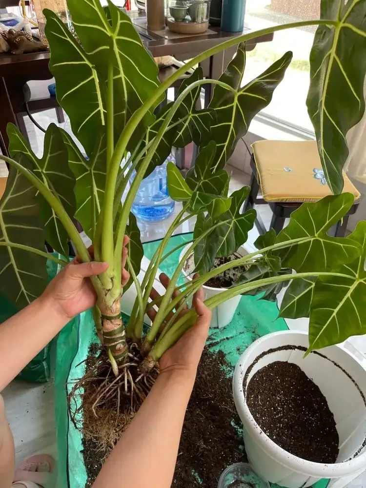 alocasia offsets sphagnum rehab box
