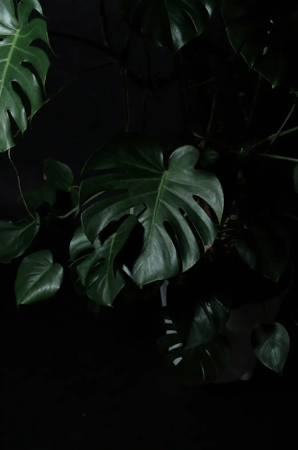 Alocasia repotting rhizome division