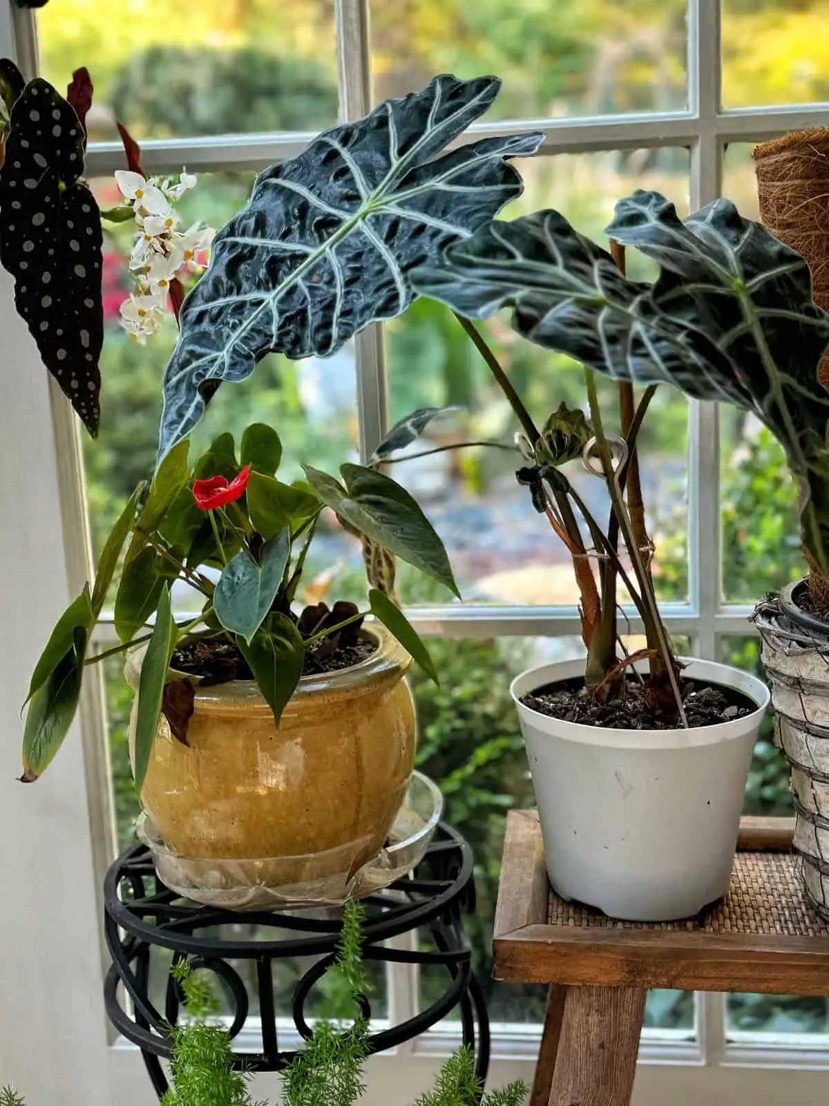 Alocasia near east window curtain