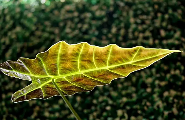 Alocasia winter dormancy yellowing leaf