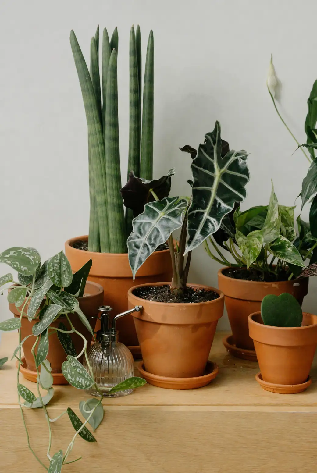From ‘Polly’ to ‘Maharani’: 9 Alocasia Cultivars Ranked for Beginners to Collectors