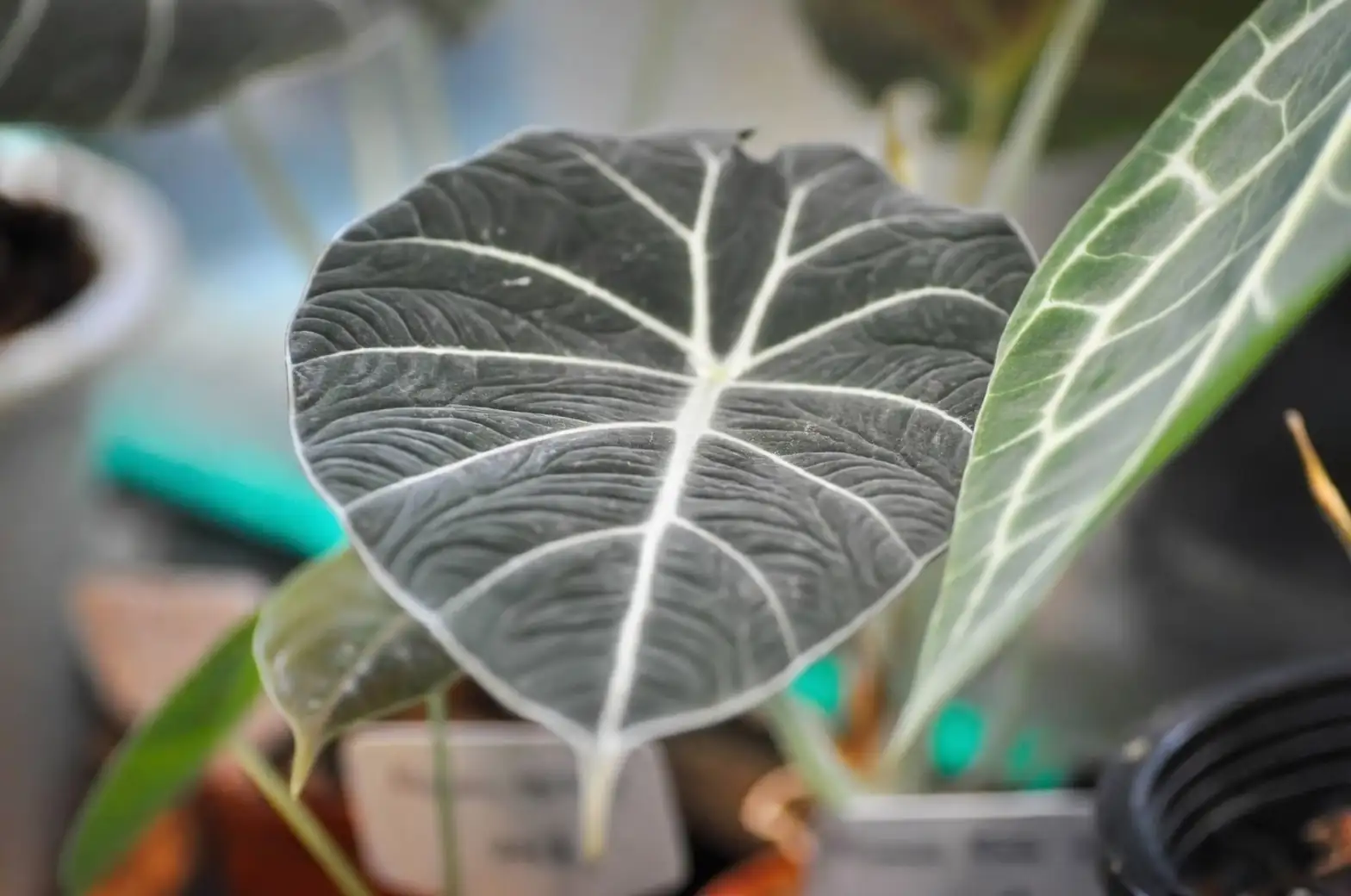 alocasia black velvet leaf closeup