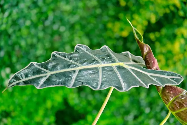 alocasia regal shields floor planter