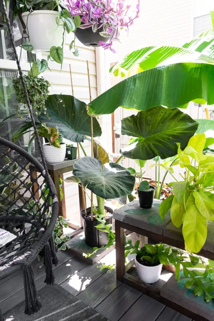 Patio Jungle 101: How to Grow Alocasia Outdoors Without Sunburn or Cold Shock
