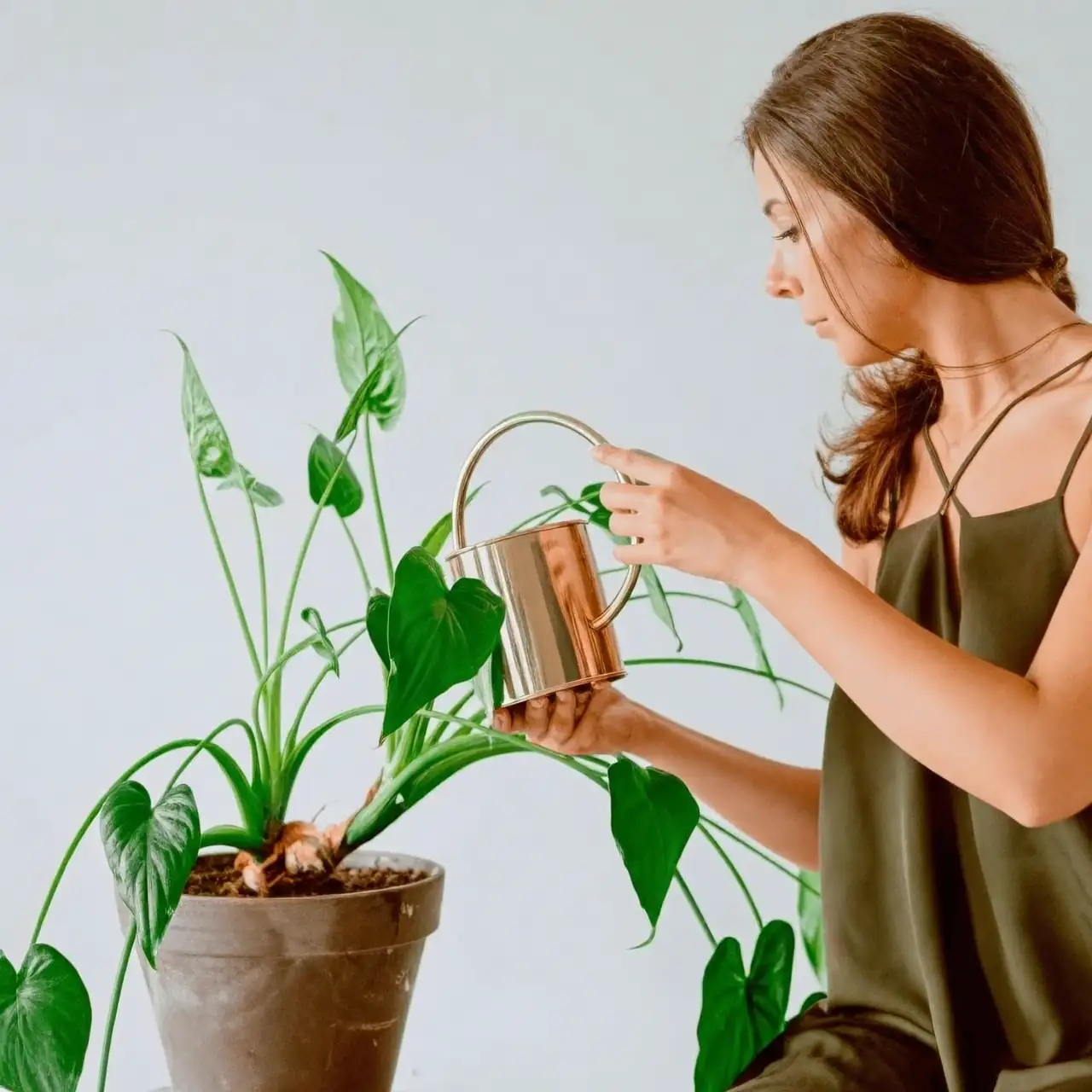 alocasia morning watering can