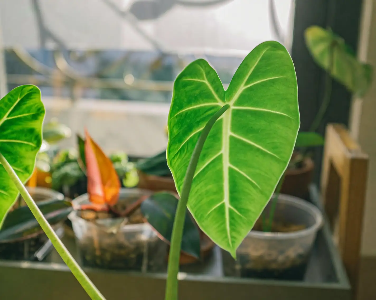 alocasia indoors east window