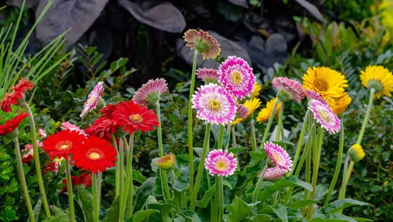 Not One Flower but Hundreds?! 9 Gerbera Facts That Will Change How You See Daisies