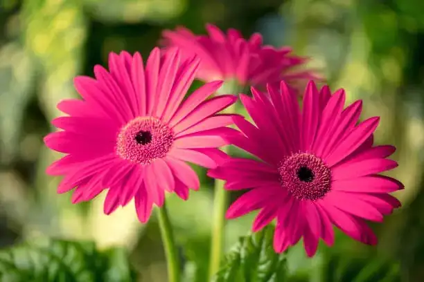gerbera daisy bloom close-up
