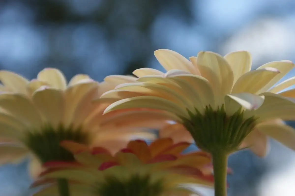 gerbera daisy single double crested varieties