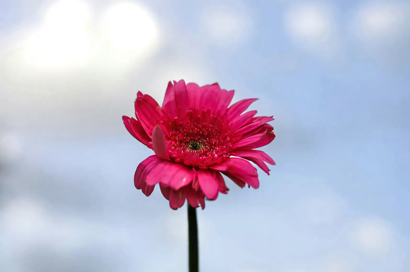gerbera daisy rosette leaves stem