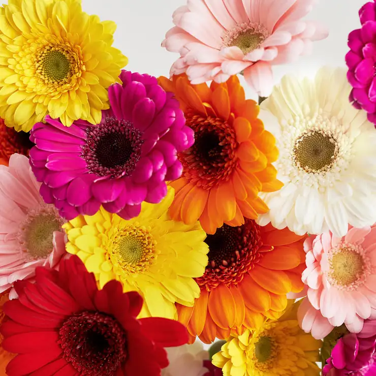 What Does a Gerbera Really Say? The Flower Language Decoded—Origins, Colors, and Cultural Meaning
